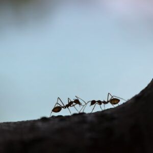 Η φιλοσοφία των μυρμηγκιών